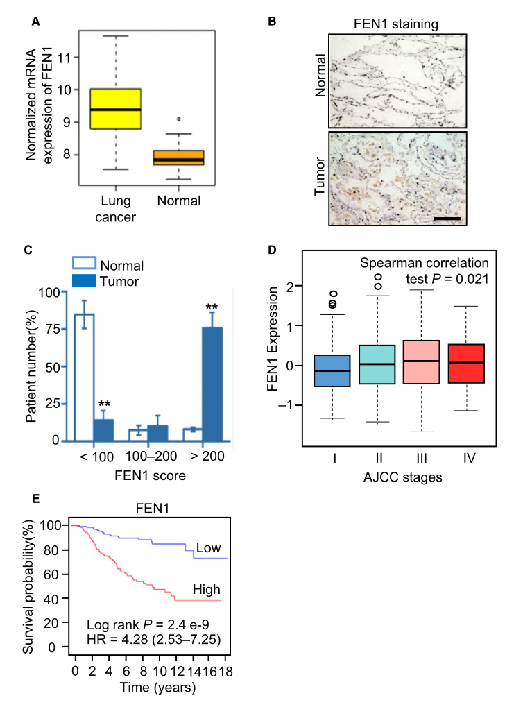 慢病毒包裝實(shí)驗(yàn)-客戶文獻(xiàn)-輝駿生物.png 慢病毒包裝實(shí)驗(yàn)-客戶文獻(xiàn)-輝駿生物.png