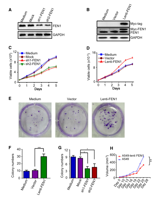 慢病毒包裝實(shí)驗(yàn)-客戶文獻(xiàn)-輝駿生物.png 慢病毒包裝實(shí)驗(yàn)-客戶文獻(xiàn)-輝駿生物.png