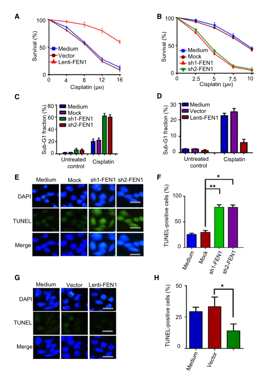 慢病毒包裝實(shí)驗(yàn)-客戶文獻(xiàn)-輝駿生物.png 慢病毒包裝實(shí)驗(yàn)-客戶文獻(xiàn)-輝駿生物.png