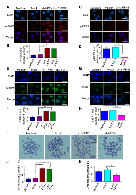 慢病毒包裝實(shí)驗(yàn)-客戶文獻(xiàn)-輝駿生物.png 慢病毒包裝實(shí)驗(yàn)-客戶文獻(xiàn)-輝駿生物.png
