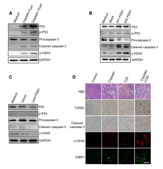 慢病毒包裝實(shí)驗(yàn)-客戶文獻(xiàn)-輝駿生物.png 慢病毒包裝實(shí)驗(yàn)-客戶文獻(xiàn)-輝駿生物.png
