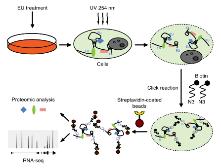 LC-MS/MS蛋白質(zhì)譜鑒定-客戶文獻(xiàn)-輝駿生物.png LC-MS/MS蛋白質(zhì)譜鑒定-客戶文獻(xiàn)-輝駿生物.png