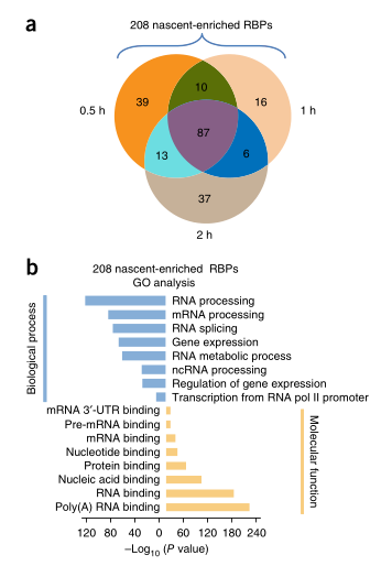 LC-MS/MS蛋白質(zhì)譜鑒定-客戶文獻(xiàn)-輝駿生物.png LC-MS/MS蛋白質(zhì)譜鑒定-客戶文獻(xiàn)-輝駿生物.png