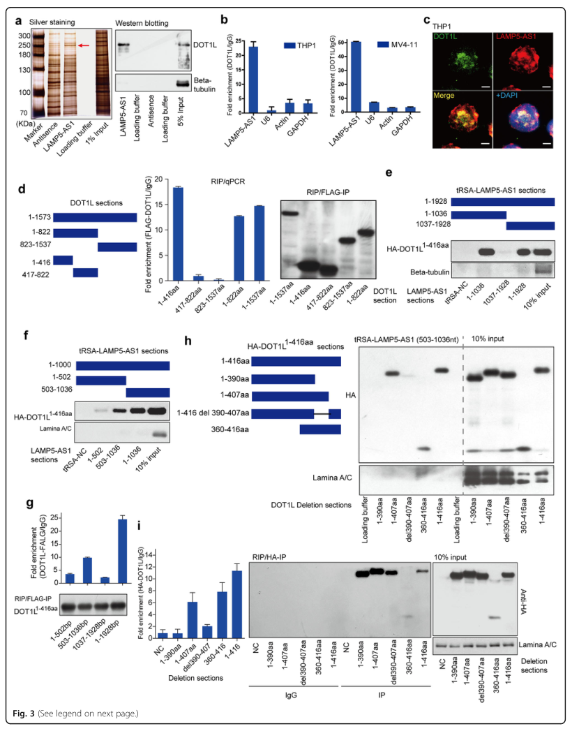 RNA pull down MS結(jié)合蛋白鑒定-客戶文獻(xiàn)-輝駿生物.png