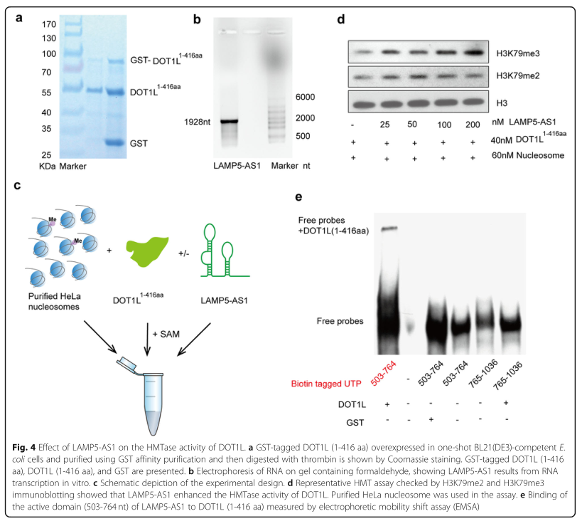 RNA pull down MS結(jié)合蛋白鑒定-客戶文獻(xiàn)-輝駿生物.png