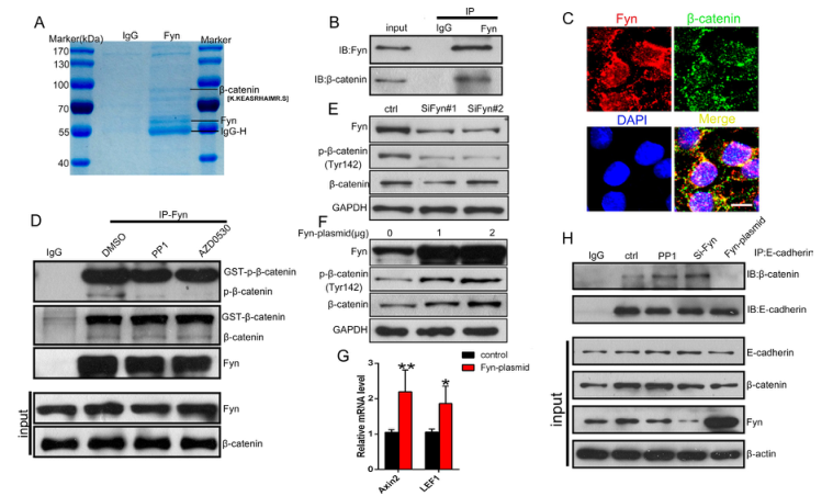iTRAQ蛋白質(zhì)組學(xué)分析、itraq實(shí)驗(yàn)服務(wù)、iTRAQ技術(shù)