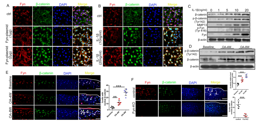 iTRAQ蛋白質(zhì)組學(xué)分析、itraq實(shí)驗(yàn)服務(wù)、iTRAQ技術(shù)