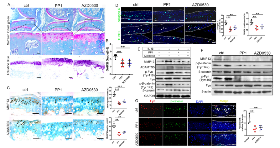 iTRAQ蛋白質(zhì)組學(xué)分析、itraq實(shí)驗(yàn)服務(wù)、iTRAQ技術(shù)