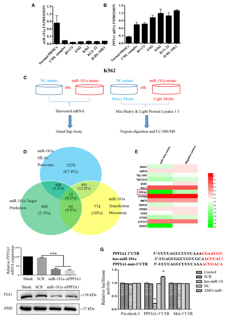 SILAC實驗、Co-IP技術(shù)服務(wù)-客戶文獻-輝駿生物.png
