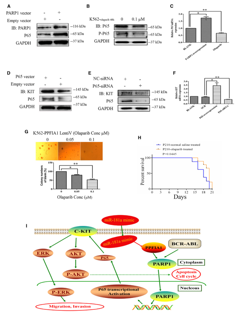 SILAC實驗、Co-IP技術(shù)服務(wù)-客戶文獻-輝駿生物.png