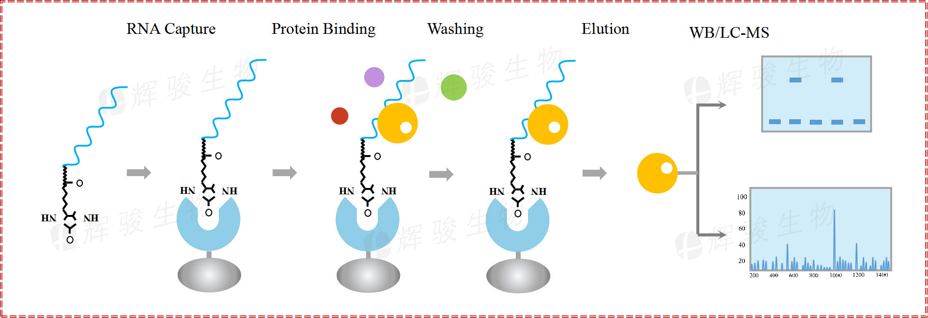 RNA pull down，rna pull-down實驗原理和步驟