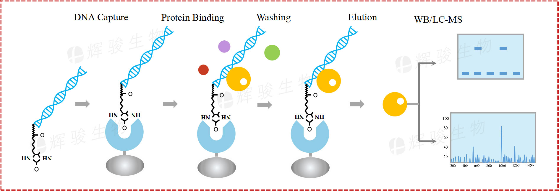 DNA pull down實驗技術(shù)服務(wù)步驟 dna pulldown WB實驗平臺公司 DNA pull down實驗技術(shù)服務(wù)步驟 dna pulldown WB實驗平臺公司