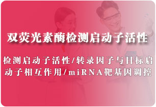 啟動子活性檢測（雙熒光素酶實驗）