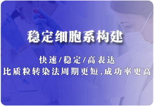 基因表達穩(wěn)轉株構建（慢病毒）