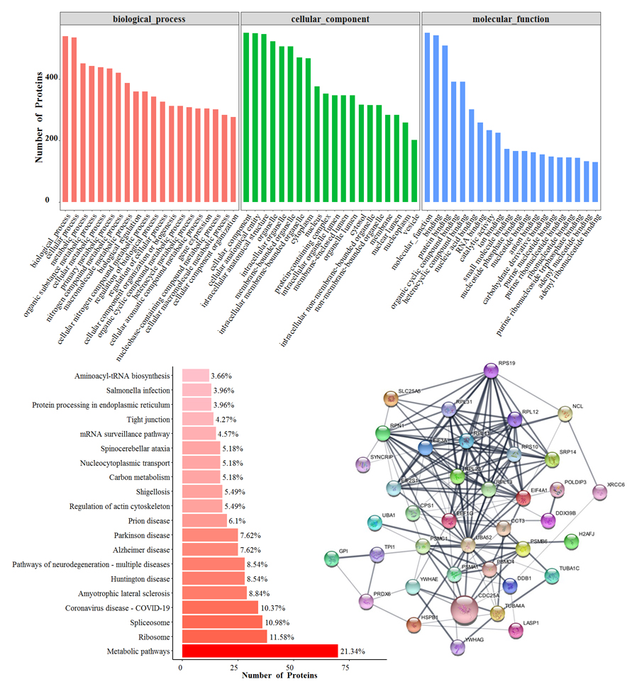 DNA pull-down MS技術(shù)服務(wù) DNA pull-down MS技術(shù)服務(wù)