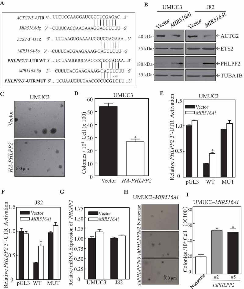 1686729266803532.jpg 1-2.jpg