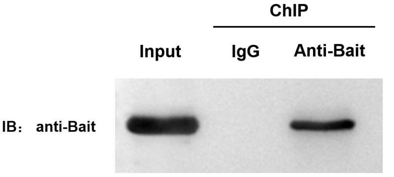 輝駿生物chip試劑盒使用案例-誘餌蛋白的western-blot檢測(cè)圖 輝駿生物chip試劑盒使用案例-誘餌蛋白的western-blot檢測(cè)圖