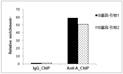 輝駿生物chip試劑盒使用案例-ChIP-qPCR結(jié)果統(tǒng)計(jì)圖 輝駿生物chip試劑盒使用案例-ChIP-qPCR結(jié)果統(tǒng)計(jì)圖