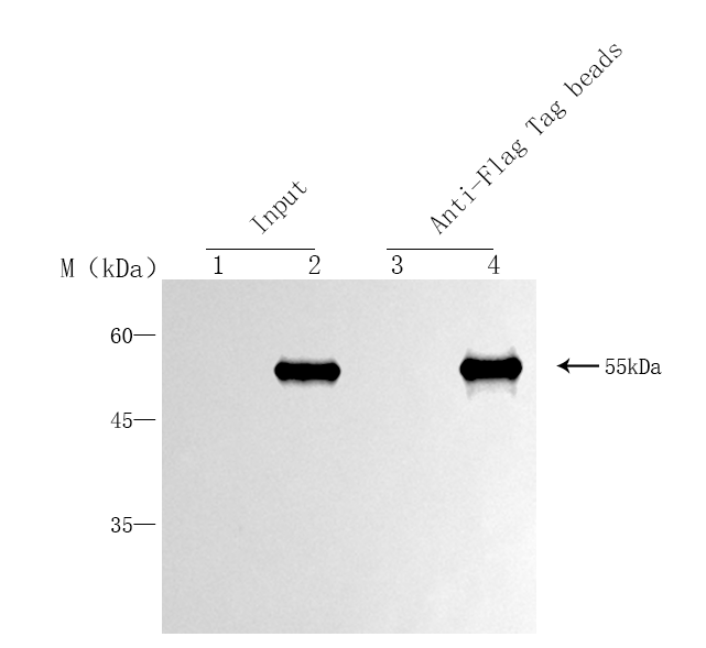 輝駿生物Anti-Flag抗體磁珠.png 輝駿生物Anti-Flag抗體磁珠.png