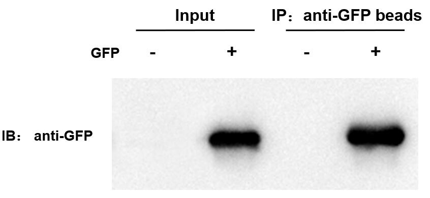 輝駿生物GFP抗體標(biāo)簽生產(chǎn)商價(jià)格低.jpg 輝駿生物GFP抗體標(biāo)簽生產(chǎn)商價(jià)格低.jpg
