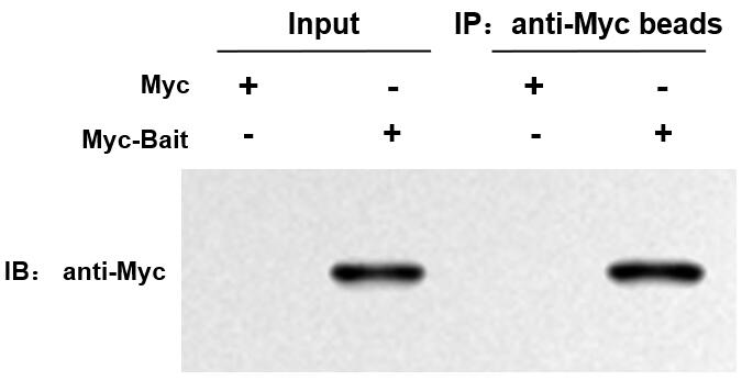 輝駿生物Myc標簽抗體磁珠無抗體輕重鏈污染,親和力強.jpg 輝駿生物Myc標簽抗體磁珠無抗體輕重鏈污染,親和力強.jpg