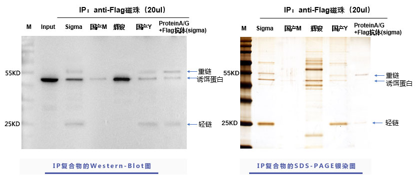 輝駿生物flag標簽抗體磁珠使用案例,強親和力,無抗體輕重鏈污染 輝駿生物flag標簽抗體磁珠使用案例,強親和力,無抗體輕重鏈污染