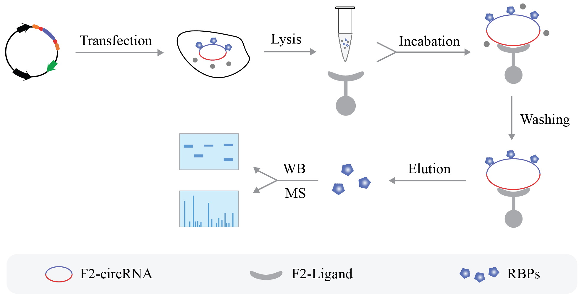 輝駿生物circRNA pull-down-環(huán)狀RNA實驗流程圖.jpg 輝駿生物circRNA pull-down-環(huán)狀RNA實驗流程圖.jpg