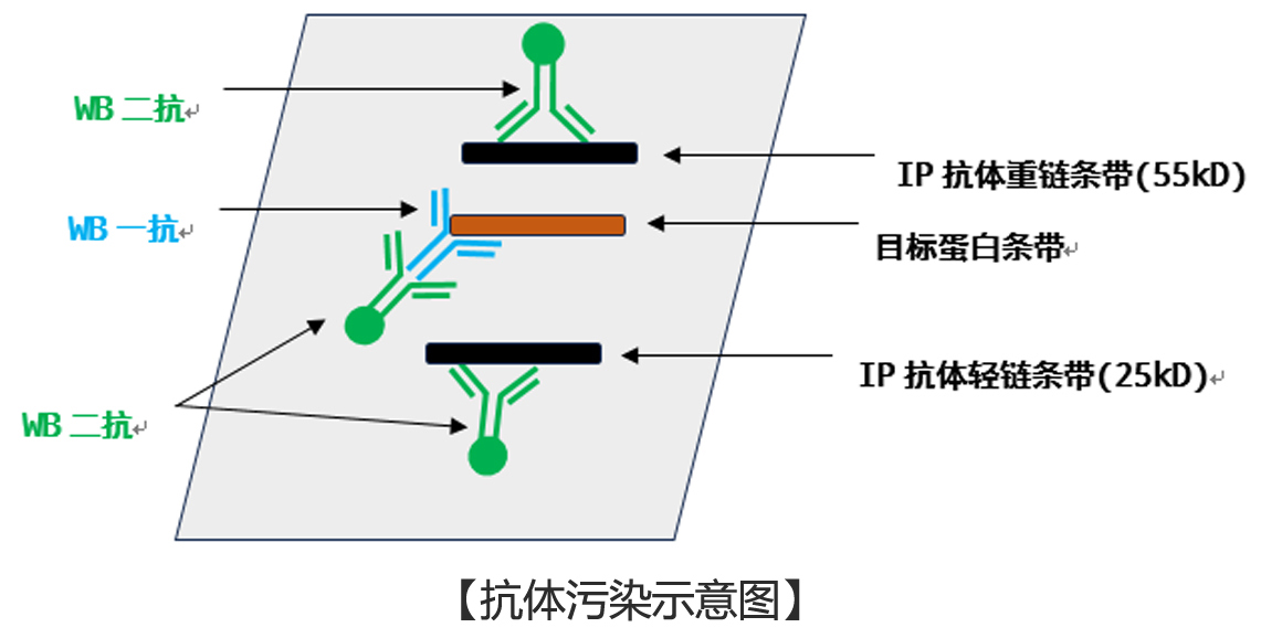 IP實驗抗體污染圖