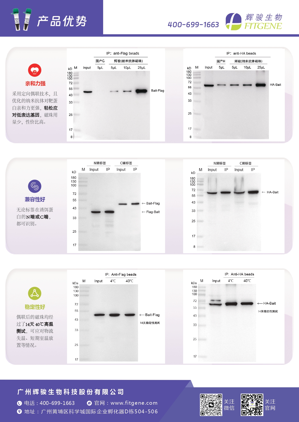 輝駿生物ChainFree?標(biāo)簽納米抗體磁珠(Flag、HA、V5、GFP、mCherry)-無輕重鏈污染-親和力強