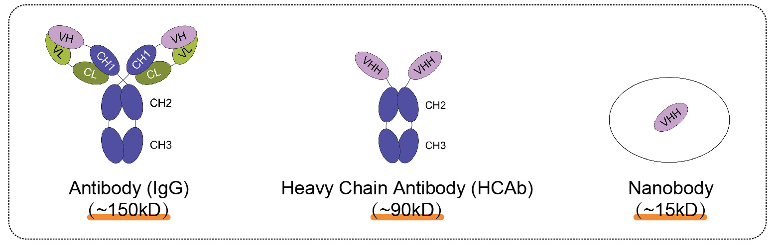 輝駿生物ChainFree? HA納米抗體磁珠-無(wú)輕重鏈污染-高效完成COIP