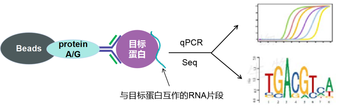 RIP實驗原理-輝駿生物RIP實驗到投稿