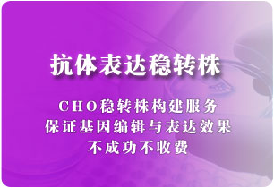 抗體表達穩(wěn)轉株（CHO細胞）