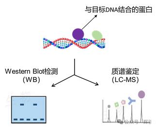 DNA pull-down實(shí)驗(yàn)蛋白檢測圖.jpg