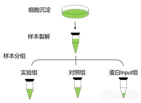 DNA pull-down實(shí)驗(yàn)分組圖.jpg