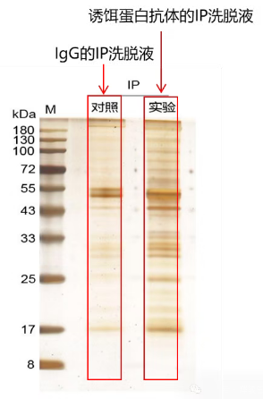 輝駿生物 IP-WB實驗銀染膠圖.png