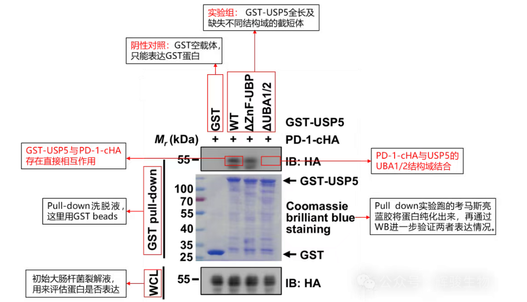 GST下拉實(shí)驗文獻(xiàn)解讀-輝駿生物眾多pulldown實(shí)驗高分文獻(xiàn).png