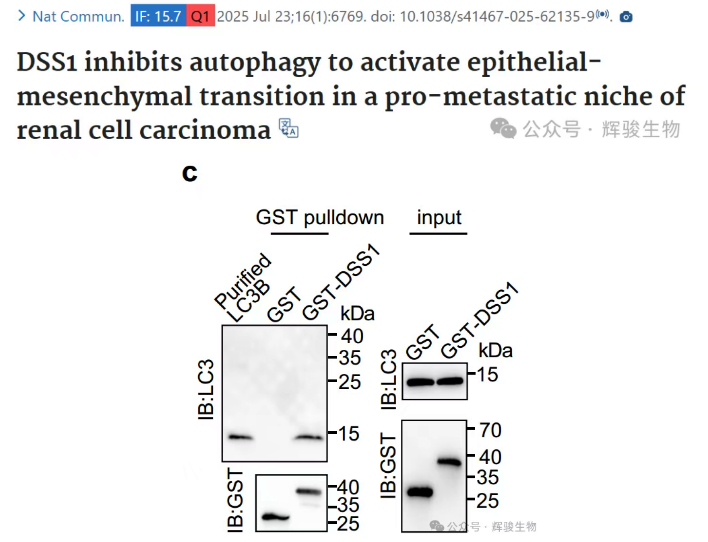 輝駿生物的GST pull-down試劑盒-輝駿生物GST pulldown客戶文獻(xiàn).png