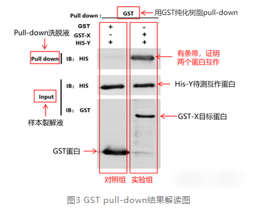 GST pull-down結(jié)果解讀圖-輝駿生物pulldown實(shí)驗(yàn)外包.png