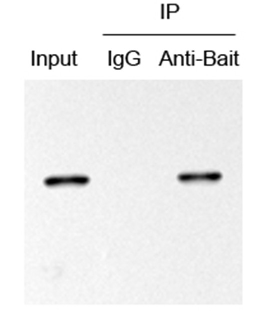 protein A.G磁珠 IP圖.jpg
