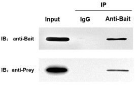 Protein G樹脂使用案例-輝駿生物.jpg